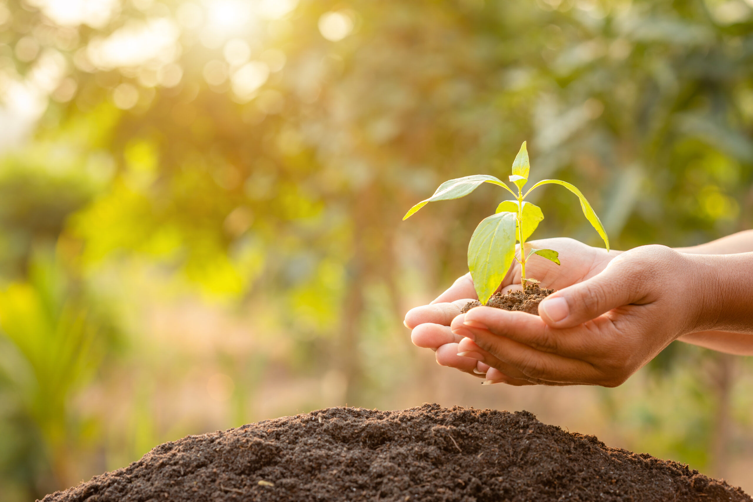 Close up hand holding young green tree sprout and planting in so