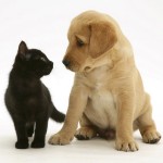 Labrador and cat