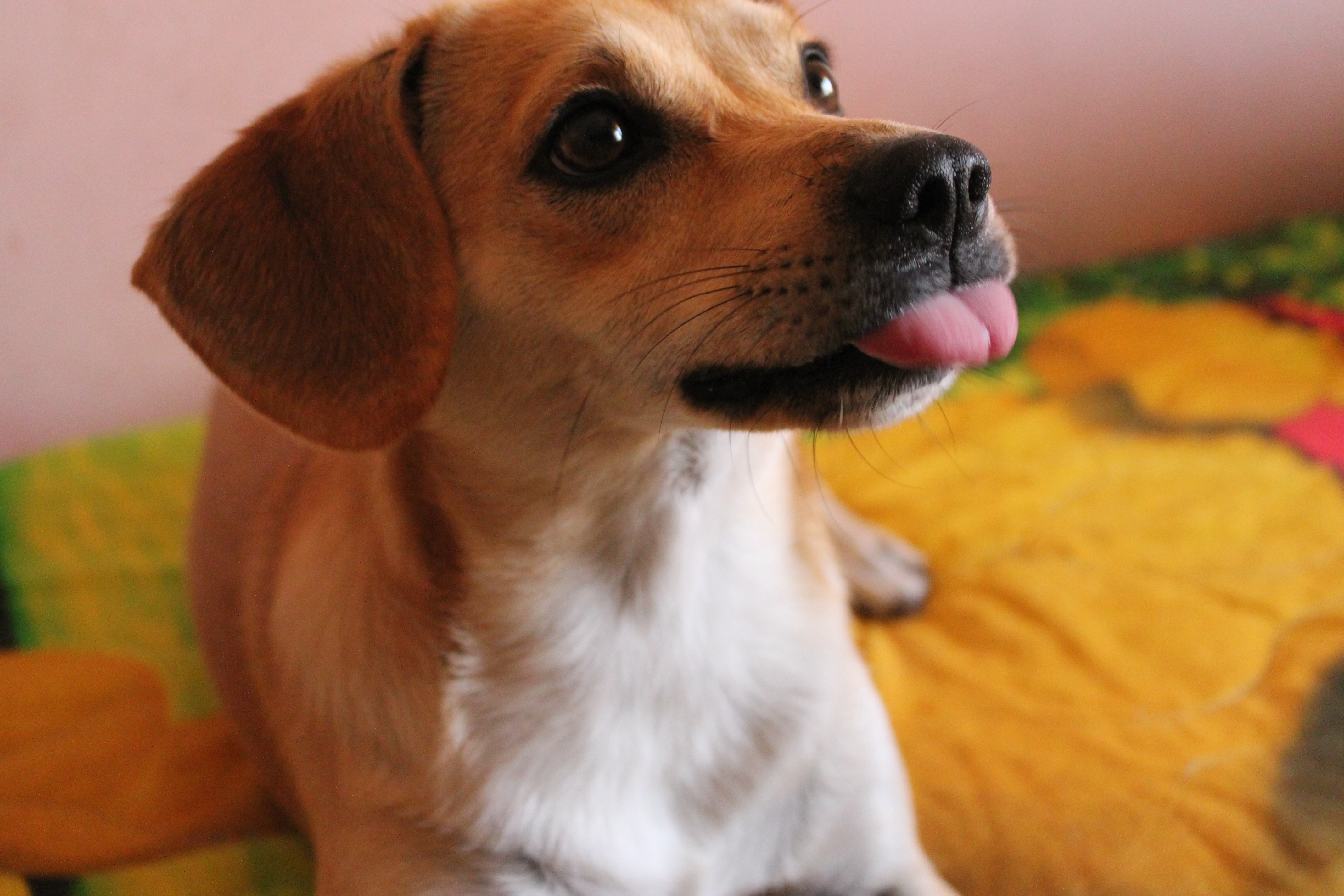 Come cambia l’alimentazione dei cani durante l’inverno