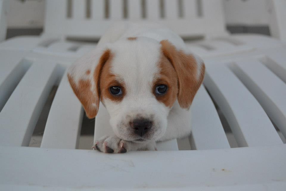 I cani e la depressione post vacanze: come prevenirla
