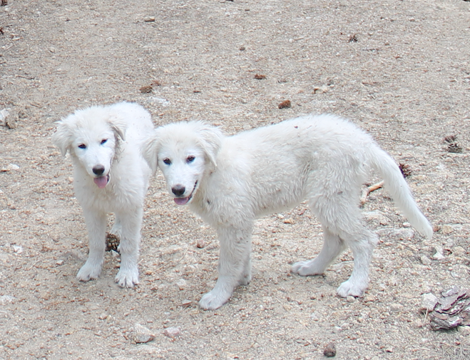5 regole per salvare cani e gatti dal caldo – Guida Estate 2018