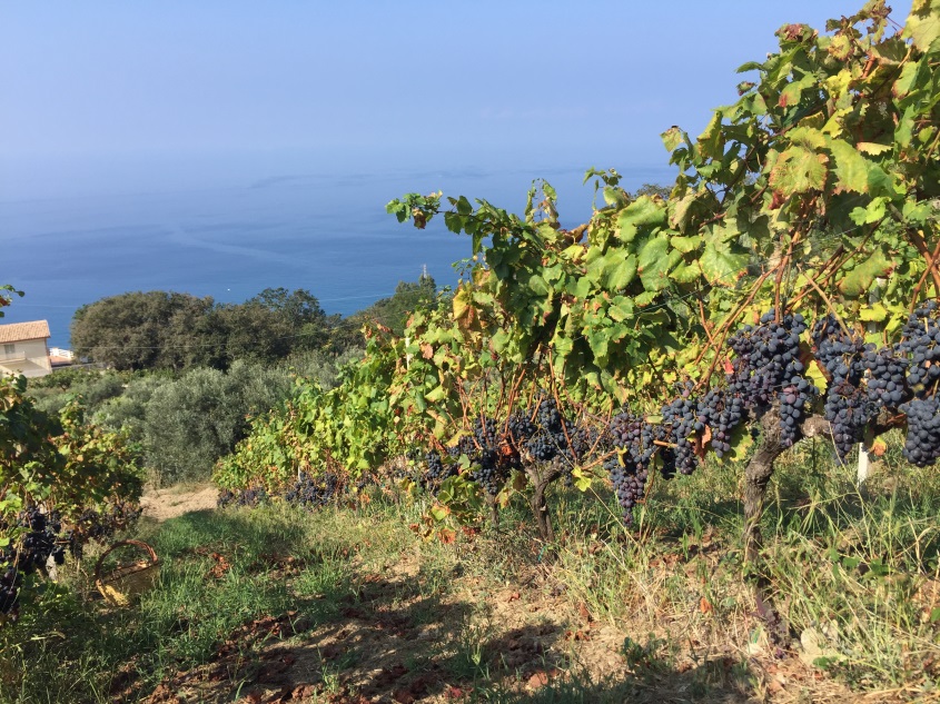 Vendemmia: il problema del basso grado zuccherino delle uve