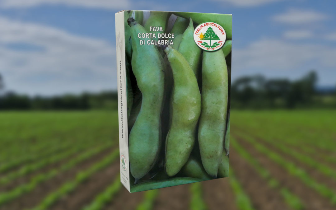 Fava corta dolce di Calabria: come e quando coltivarla