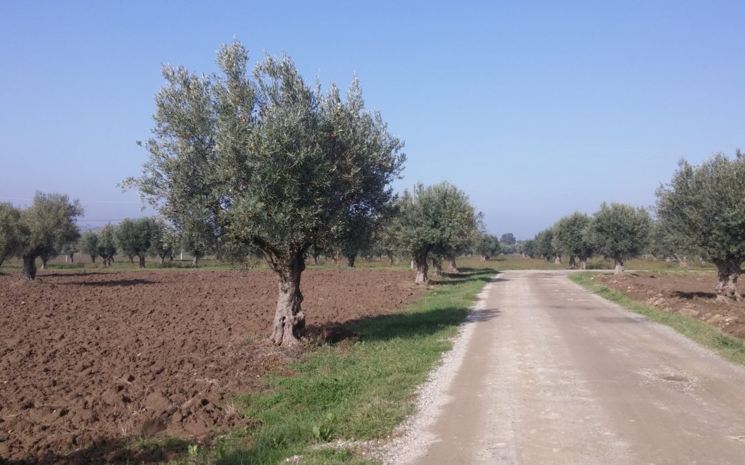 Caolino: il trattamento naturale contro la mosca dell’olivo
