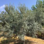 caolino trattamento olivo