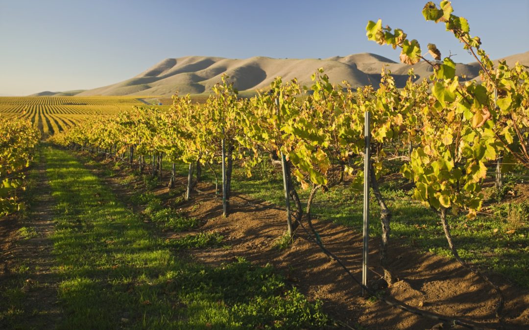 San Martino: la storia del mosto che diventa vino