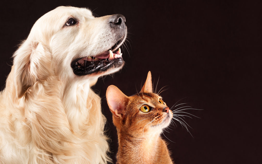 Perché gli animali domestici sono un motivo di conforto per molte persone
