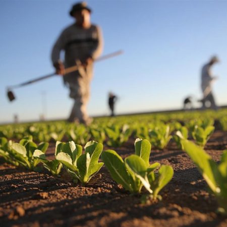 Prodotti per l'agricoltura