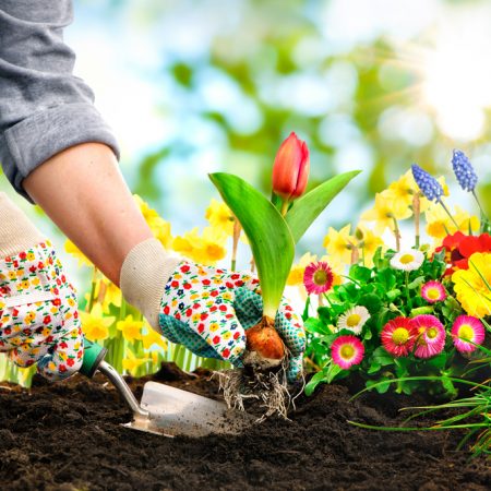 Giardinaggio e Cura del prato