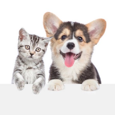 Cibo e Accessori per Cane e Gatto
