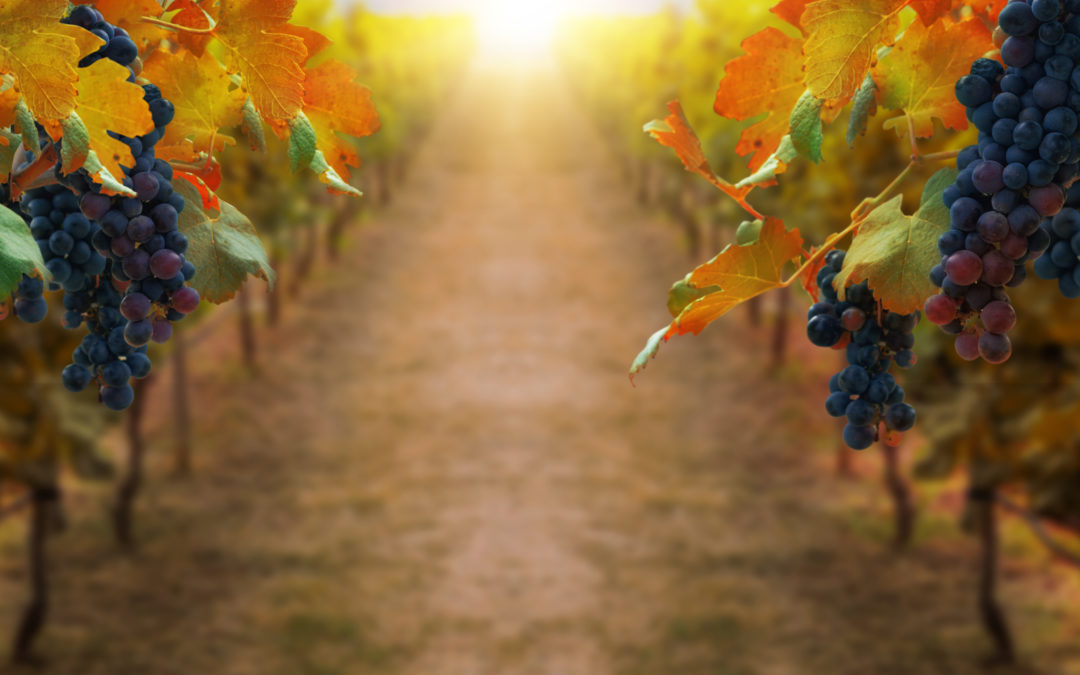 Vendemmia 2020: cosa sono i lieviti liquidi e perché sceglierli