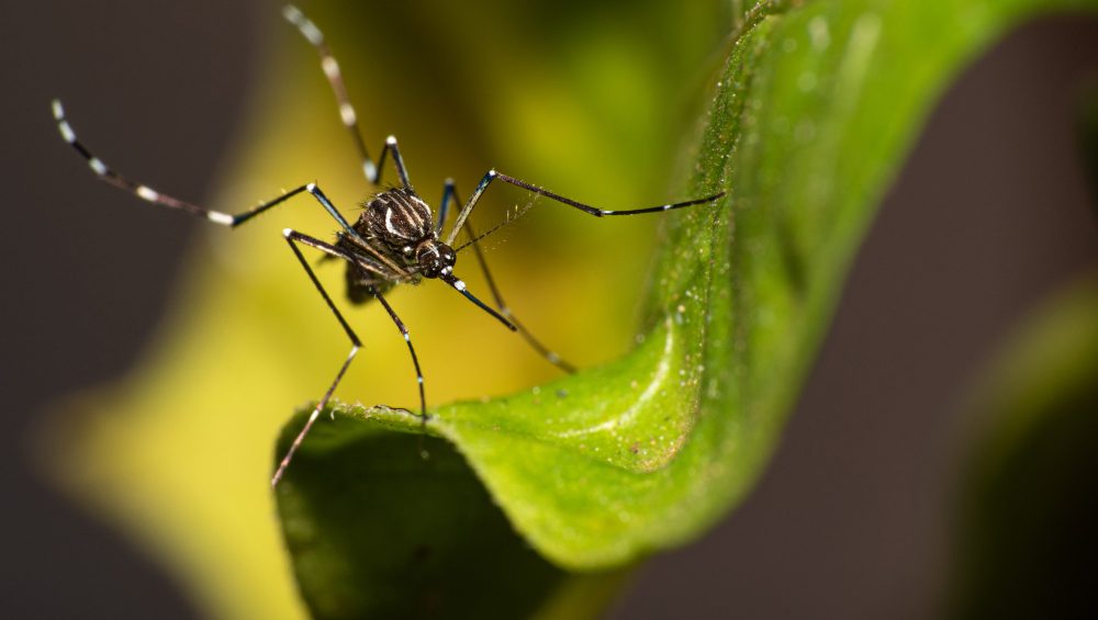 come eliminare le zanzare