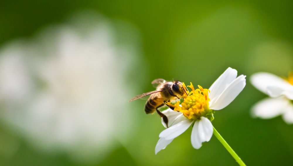 api insetti utili giornata mondiale dell'ambiente