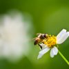 api insetti utili giornata mondiale dell'ambiente