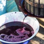 vino fermentazione malolattica