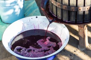 vino fermentazione malolattica