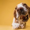 cane e gatto intolleranze alimentari