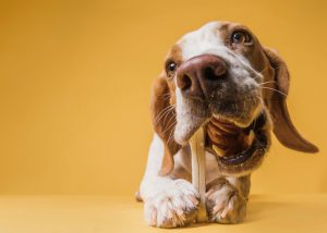 cane e gatto intolleranze alimentari