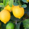 limone rocca imperiale cosenza