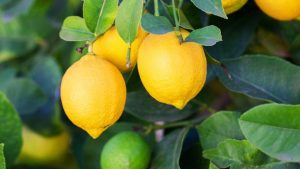 limone rocca imperiale cosenza