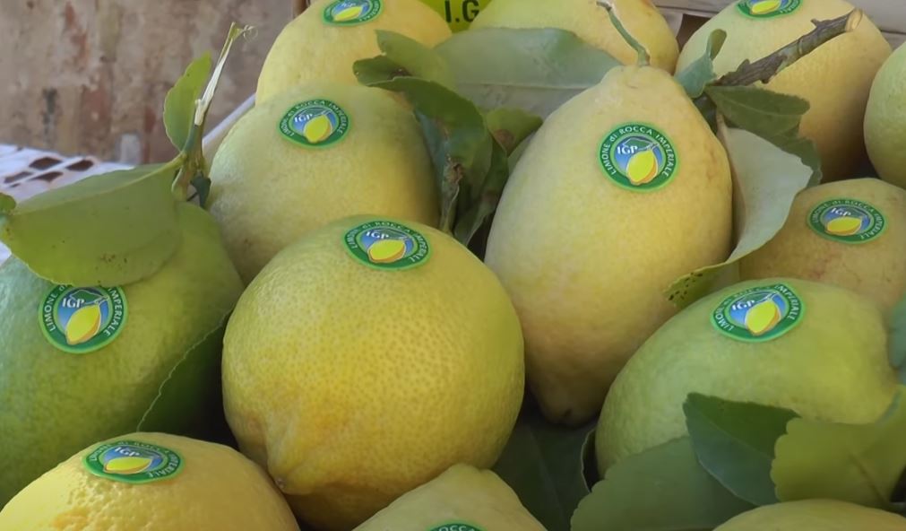 Il Limone di Rocca Imperiale, frutto antico di Calabria.