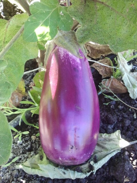 Melanzana violetta Santa Rita - Pack 9 piantine - immagine 3