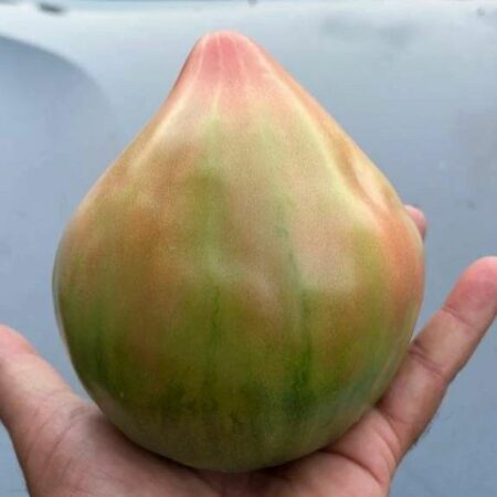 Pomodoro di Belmonte Don Guglielmo - Pack 9 piantine - immagine 3