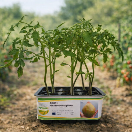 Pomodoro di Belmonte Don Guglielmo - Pack 9 piantine