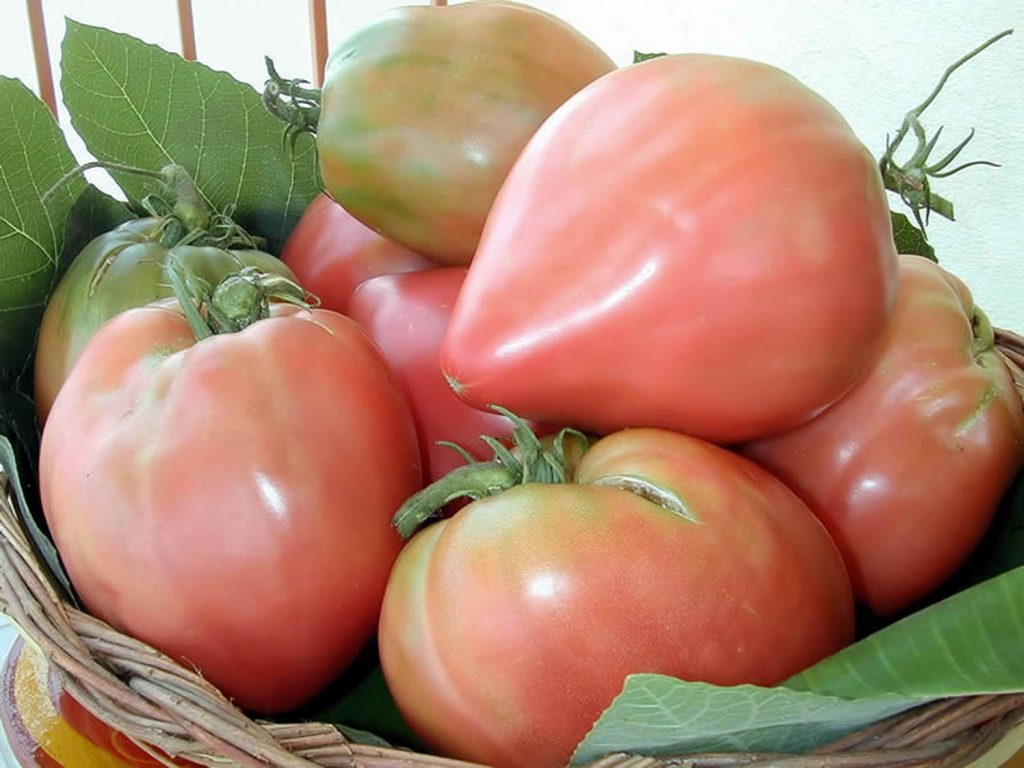 Pomodoro di Belmonte Don Guglielmo - Pack 9 piantine