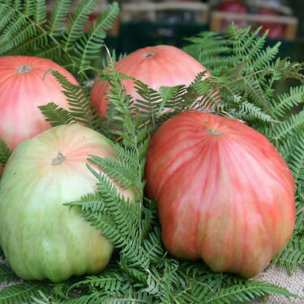 Pomodoro di Belmonte IL GIGANTE - Pack 9 piantine