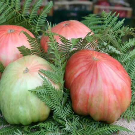 Pomodoro di Belmonte il Gigante - Pack 9 piantine