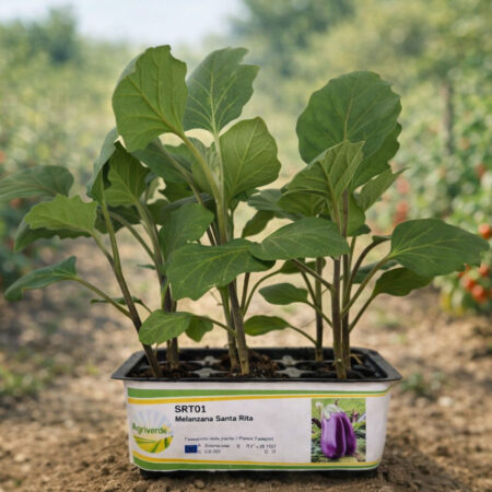 Melanzana violetta Santa Rita - Pack 9 piantine