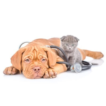 Salute & Benessere Animale