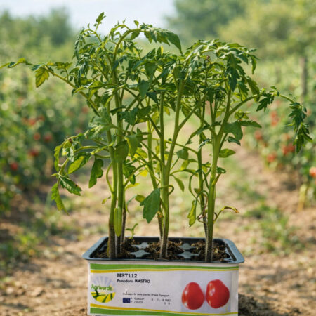 Pomodoro Mastro - Pack 9 Piantine