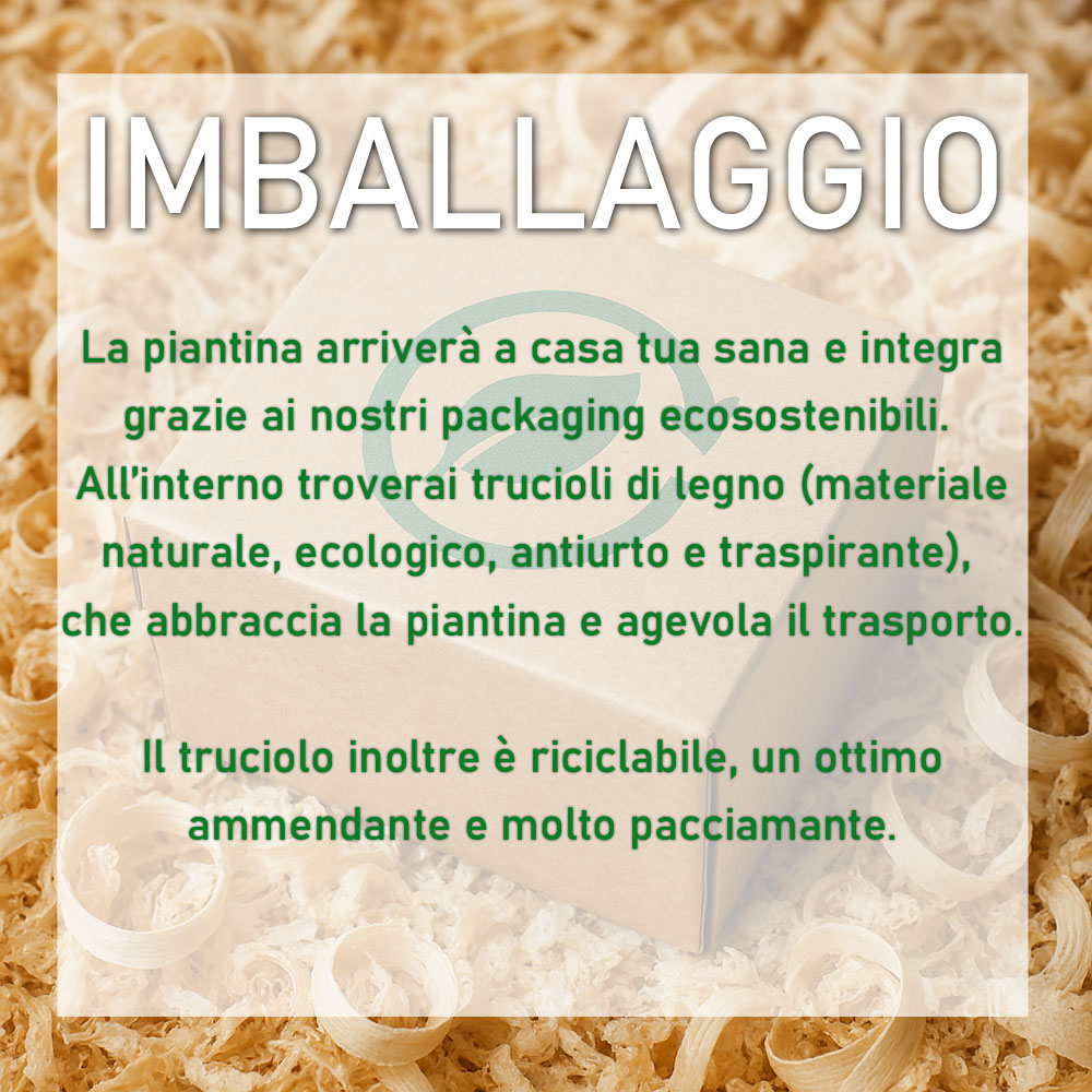 Peperoncino Diavolicchio Calabrese - Pack 9 Piantine - immagine 3