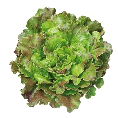 Lattuga Canasta - Pack 9 piantine