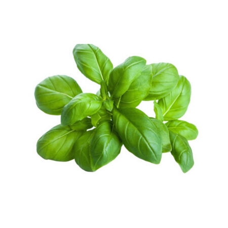 Basilico Italiano - Pack 9 piantine