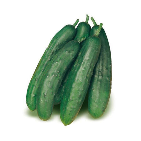 Cetriolo Garfield - Pack 6 piantine