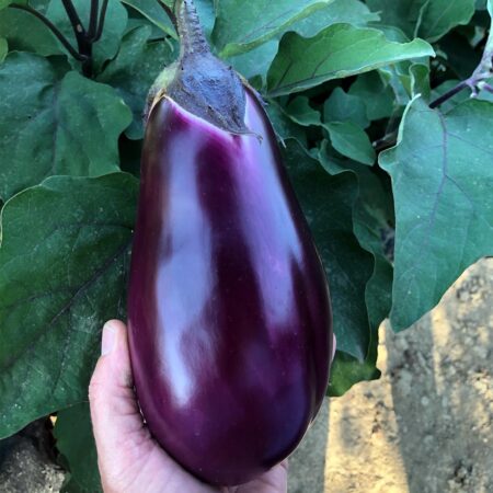 Melanzana Lunga Viola Seta - Pack 9 piantine