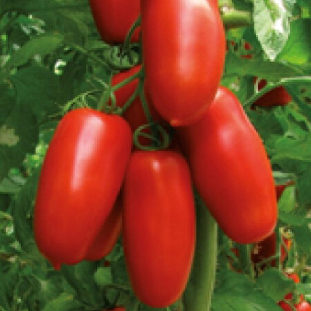 Pomodoro Portento - Pack 6 piantine