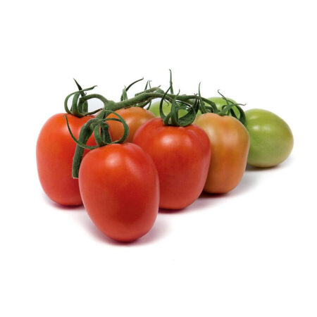 Pomodoro Colibrì - Pack 6 Piantine