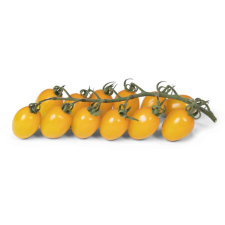 Pomodoro Datterino Giallo - Pack 6 piantine